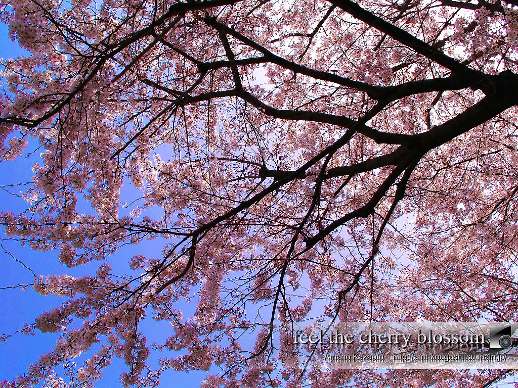 Cherry Blossom Wallpaper Desktop