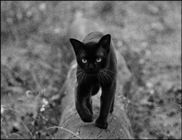 http://fc01.deviantart.net/fs17/i/2007/283/f/e/BW_cat_in_forest_by_cougarLV.jpg