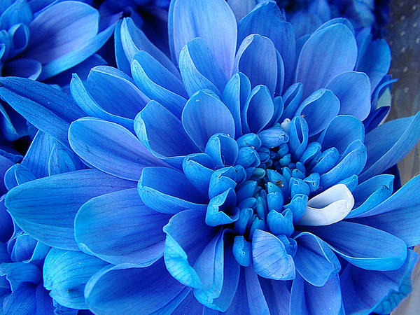 Blue_flower_by_Strofant.jpg