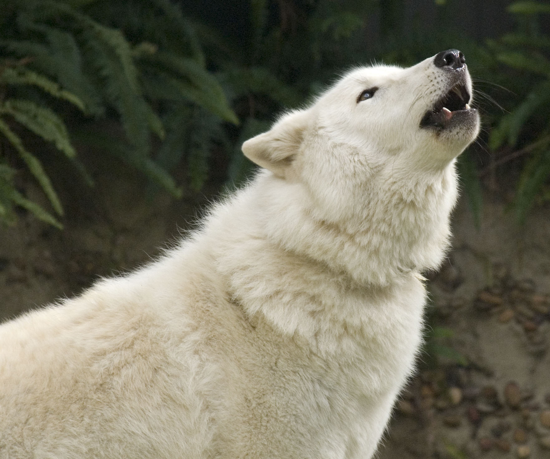 [Image: Arctic_Wolf___howl_by_winterwolfct.jpg]