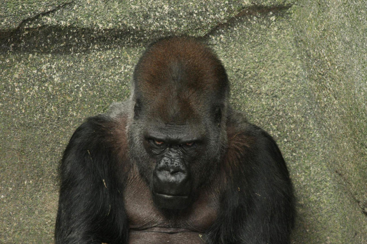 Angry_Gorilla_by_martyf81.jpg