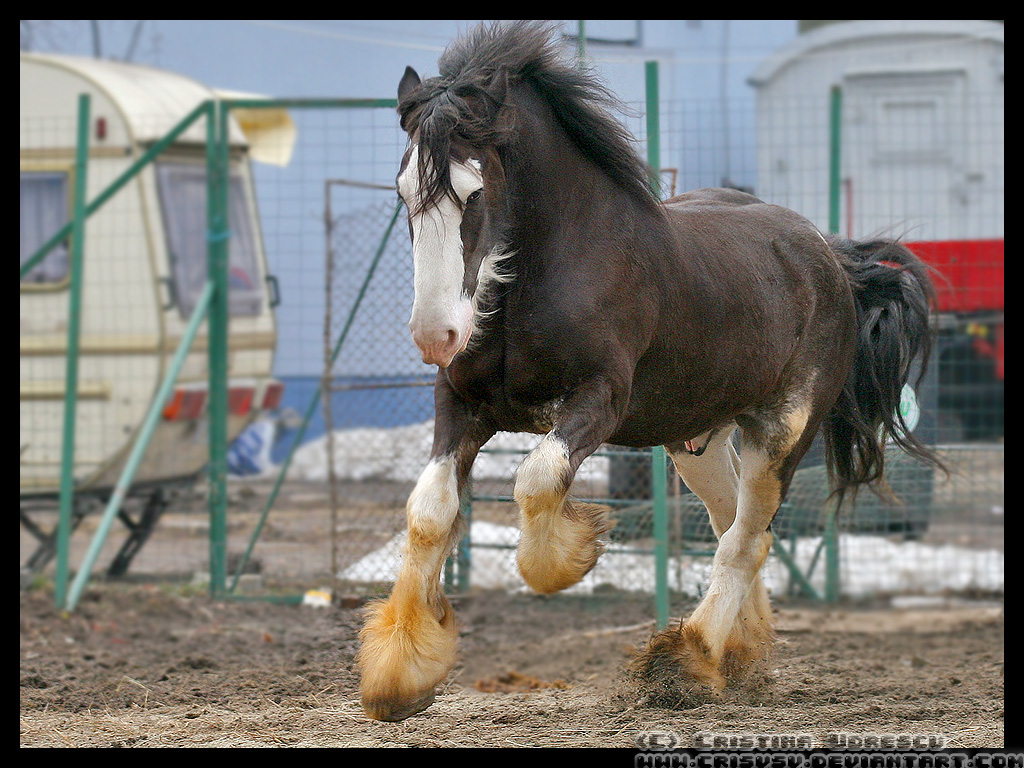 http://fc01.deviantart.net/fs27/f/2008/035/f/0/Circus__Shire__Horse_by_crisvsv.jpg