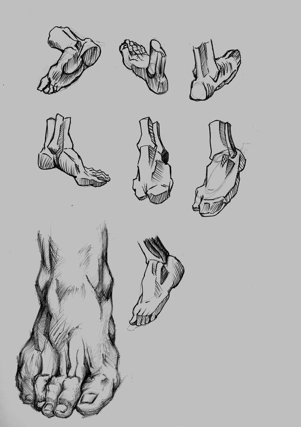anatomy of foot. Anatomy Studies Foot by