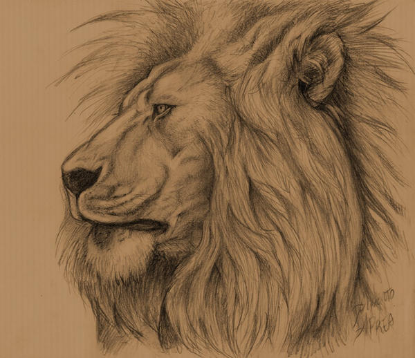 lion_sketch_by_albertoaprea.jpg