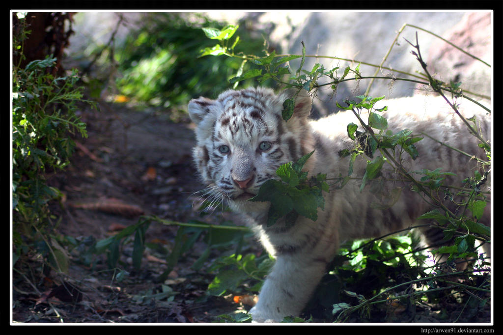 White Tiger Cub by ~Arwen91 on