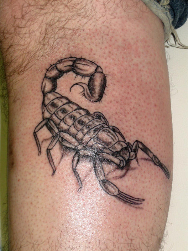 Scorpion Tattoo on Skin by DanielleHope on deviantART