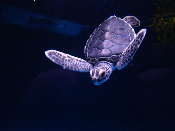 Sea turtle time (hora de la tortuga marina)