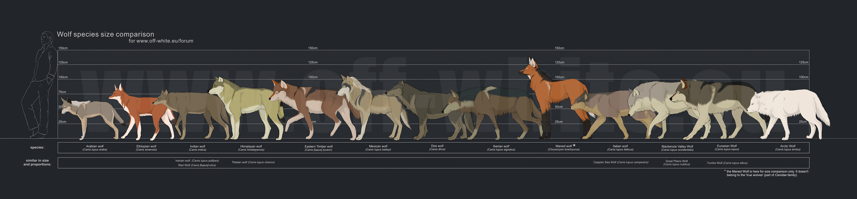 wolf_species_size_comparison_by_tanathe.