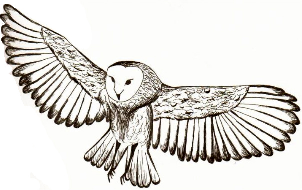 owl flying clipart - photo #46