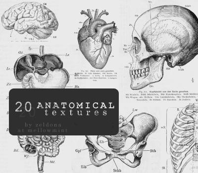 Anatomical_textures_by_mellowmint