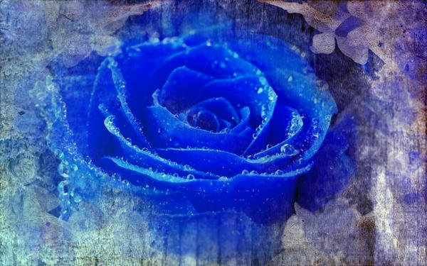 blue rose wallpaper. Blue Rose Wallpaper by