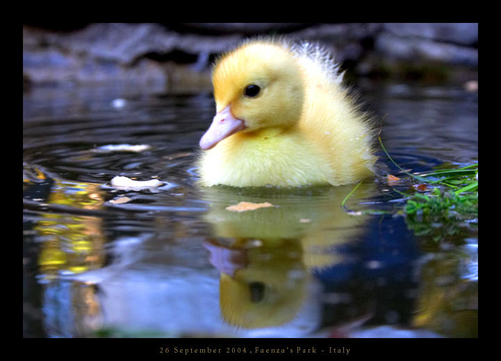 Very little duck by haeresis