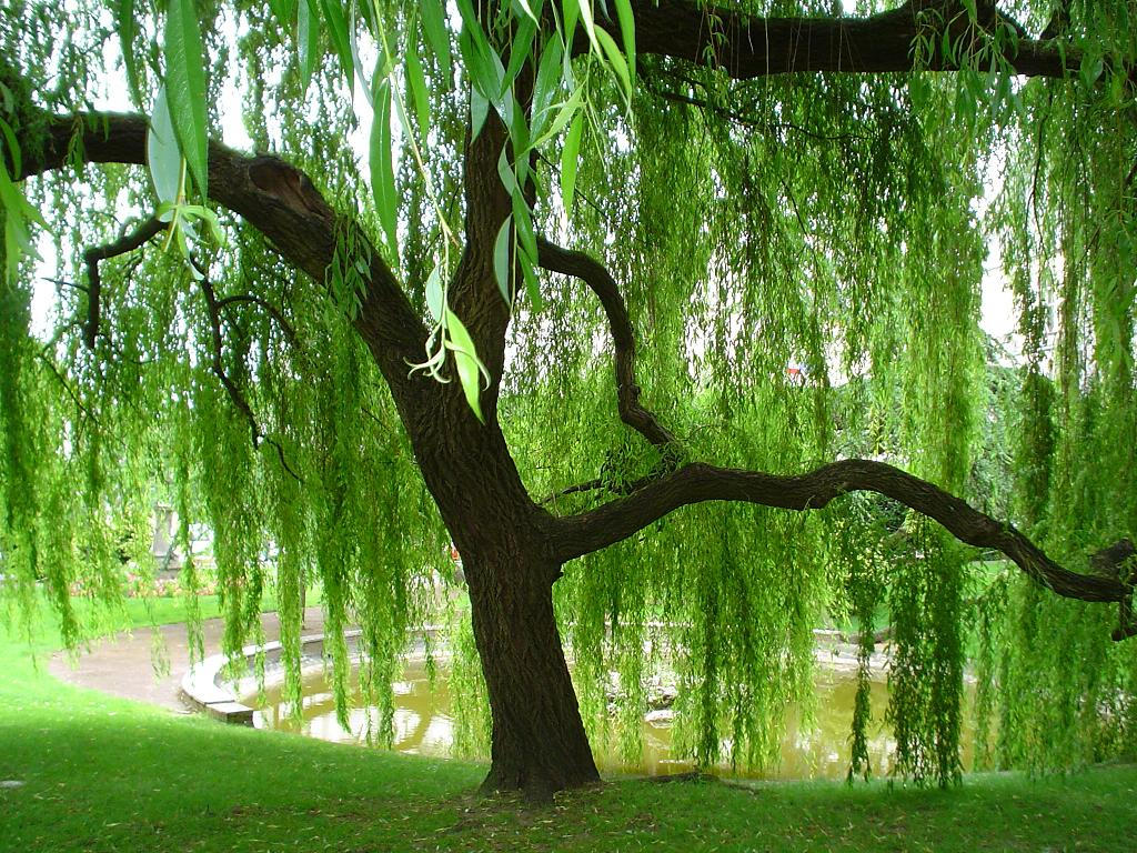 Weeping_Willow_by_Amy2121.jpg