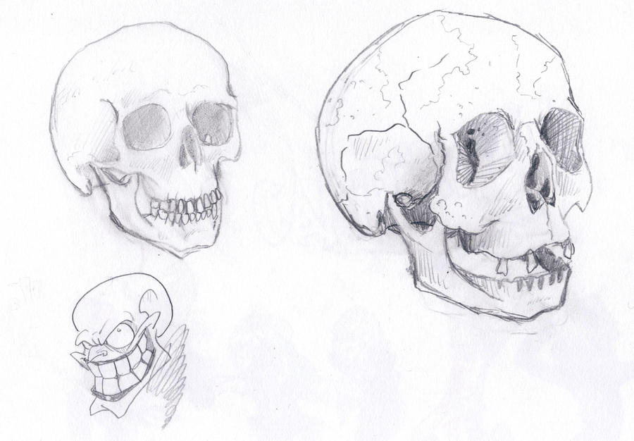 Skull drawings 2 by boredman on deviantART