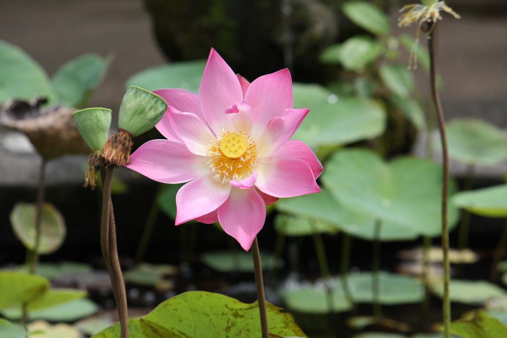Lotus flower 7003 by fastock on deviantART
