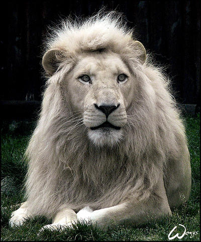 white lion cubs wallpaper. Haldir, the white lion by