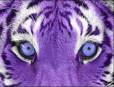 Purple_Tiger__by_stacynina.png