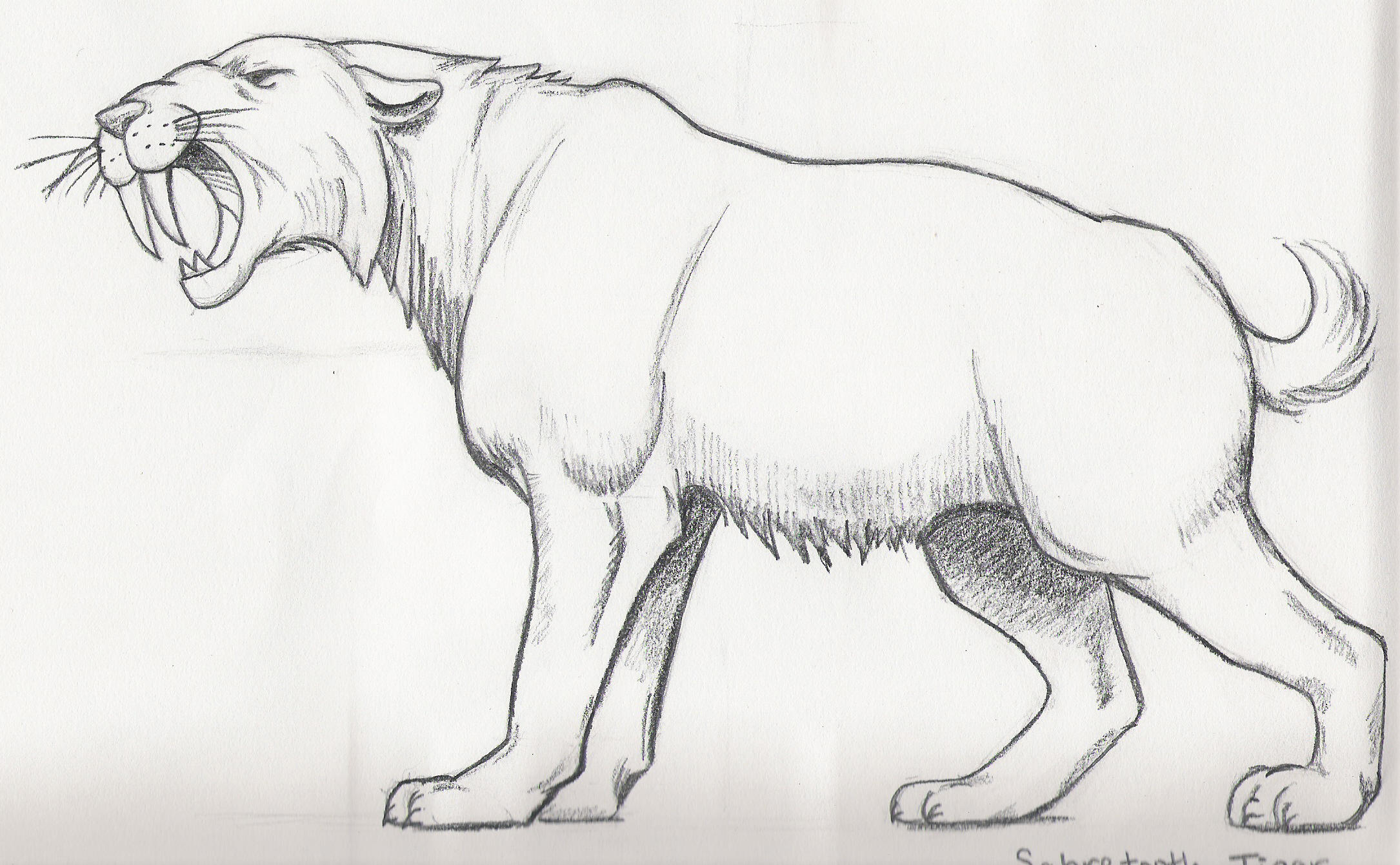 saber toothed cat coloring pages - photo #21