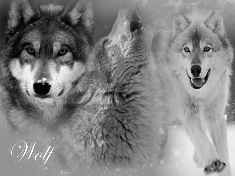 wallpapers wolf. wolf wallpapers. wolf
