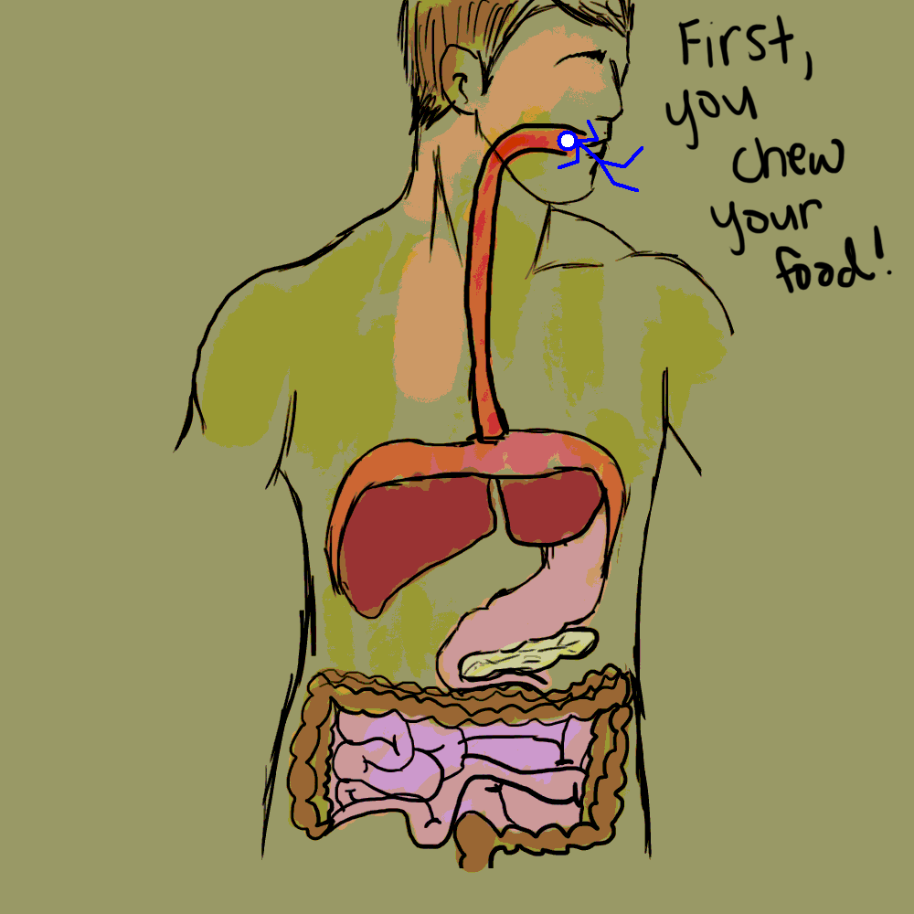 Digestive_System_Animation_by_polkabeast.gif