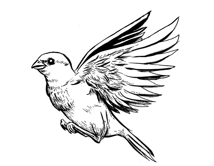 C4C Sparrow Tattoo by TyphoonCutter on deviantART