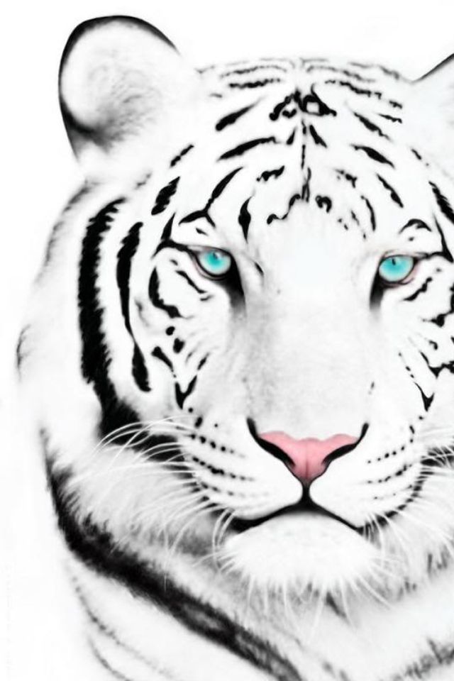 white tiger wallpaper. White Tiger Iphone 4 Wallpaper