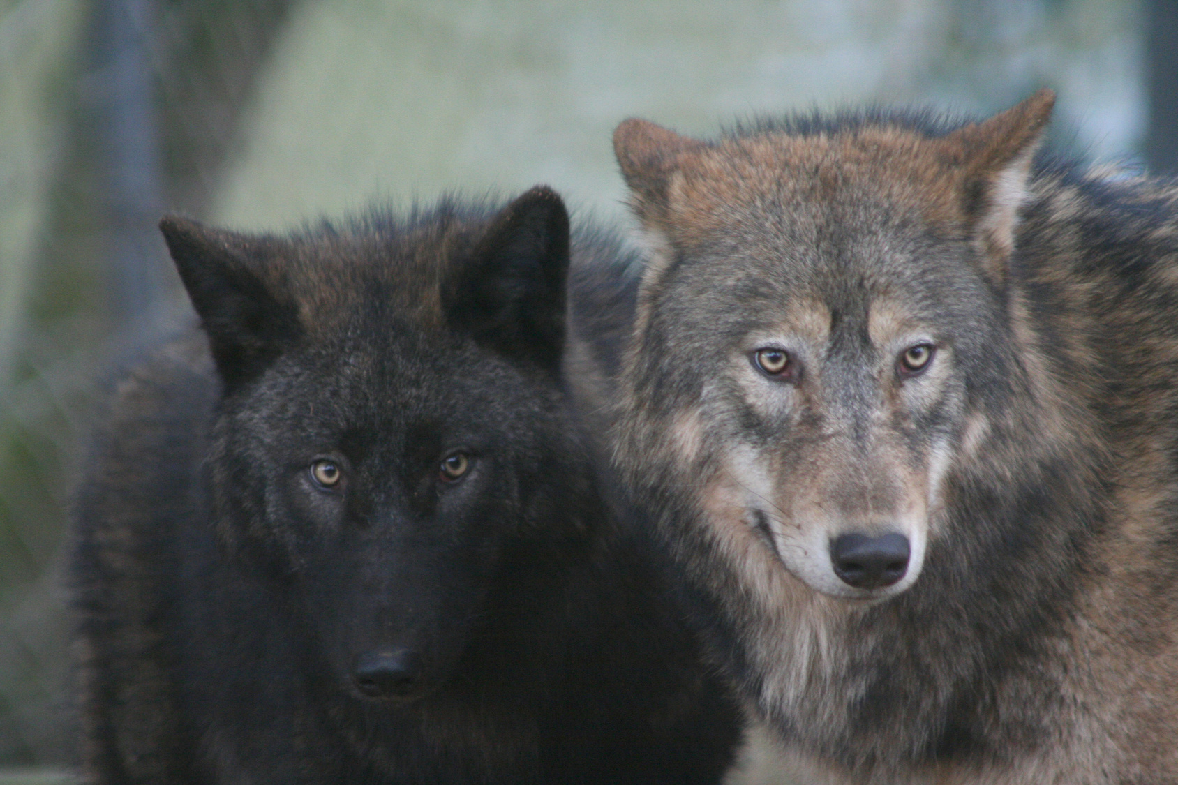 IMG:http://fc01.deviantart.net/fs70/f/2010/334/4/8/two_wolves_2684862_by_stockproject1-d33yuma.jpg