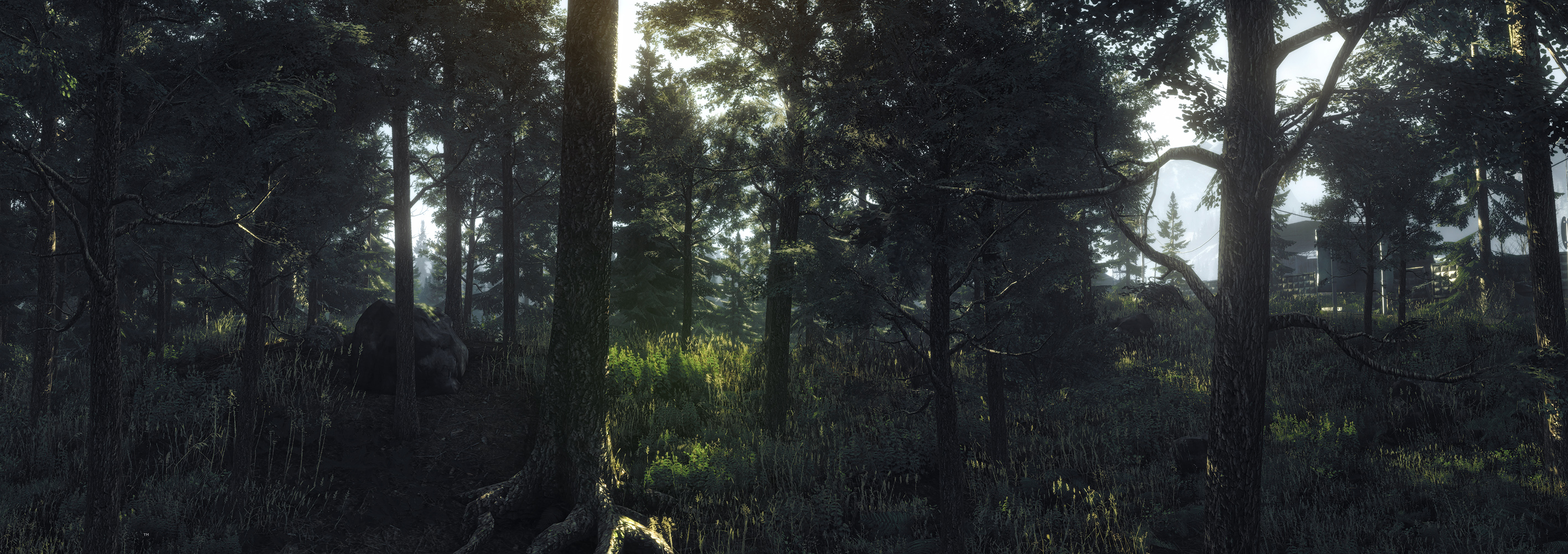 forest_by_trainfender-d34uxks.jpg