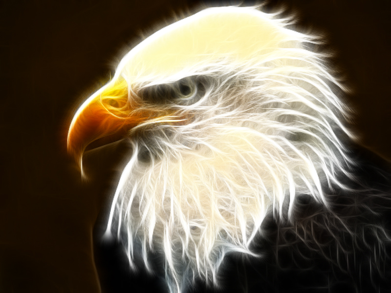 American Bald Eagle by CMDRCHAOS on deviantART