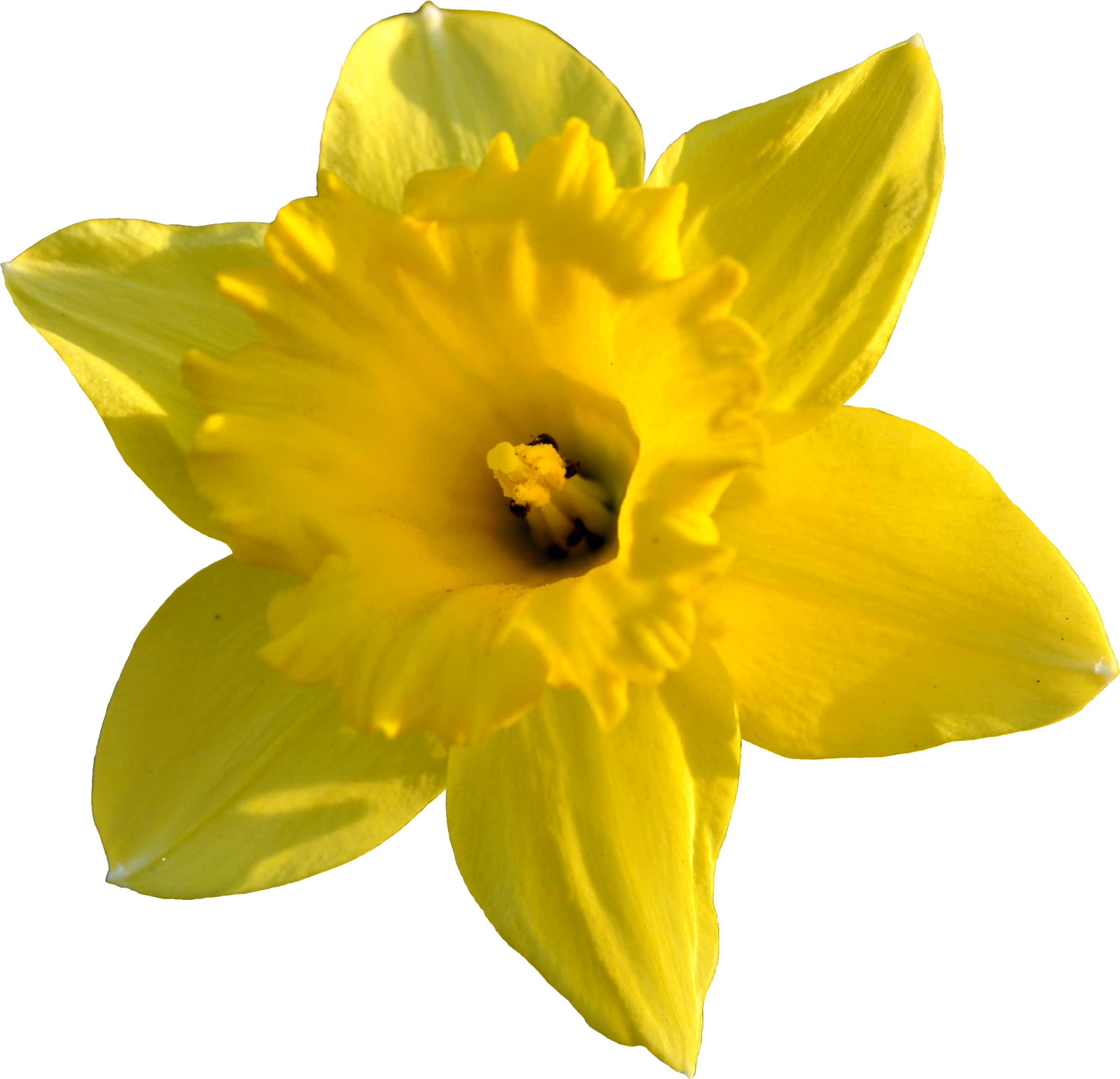 clipart daffodil flower - photo #45
