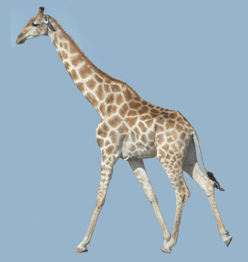 giraffe clipart gif - photo #32