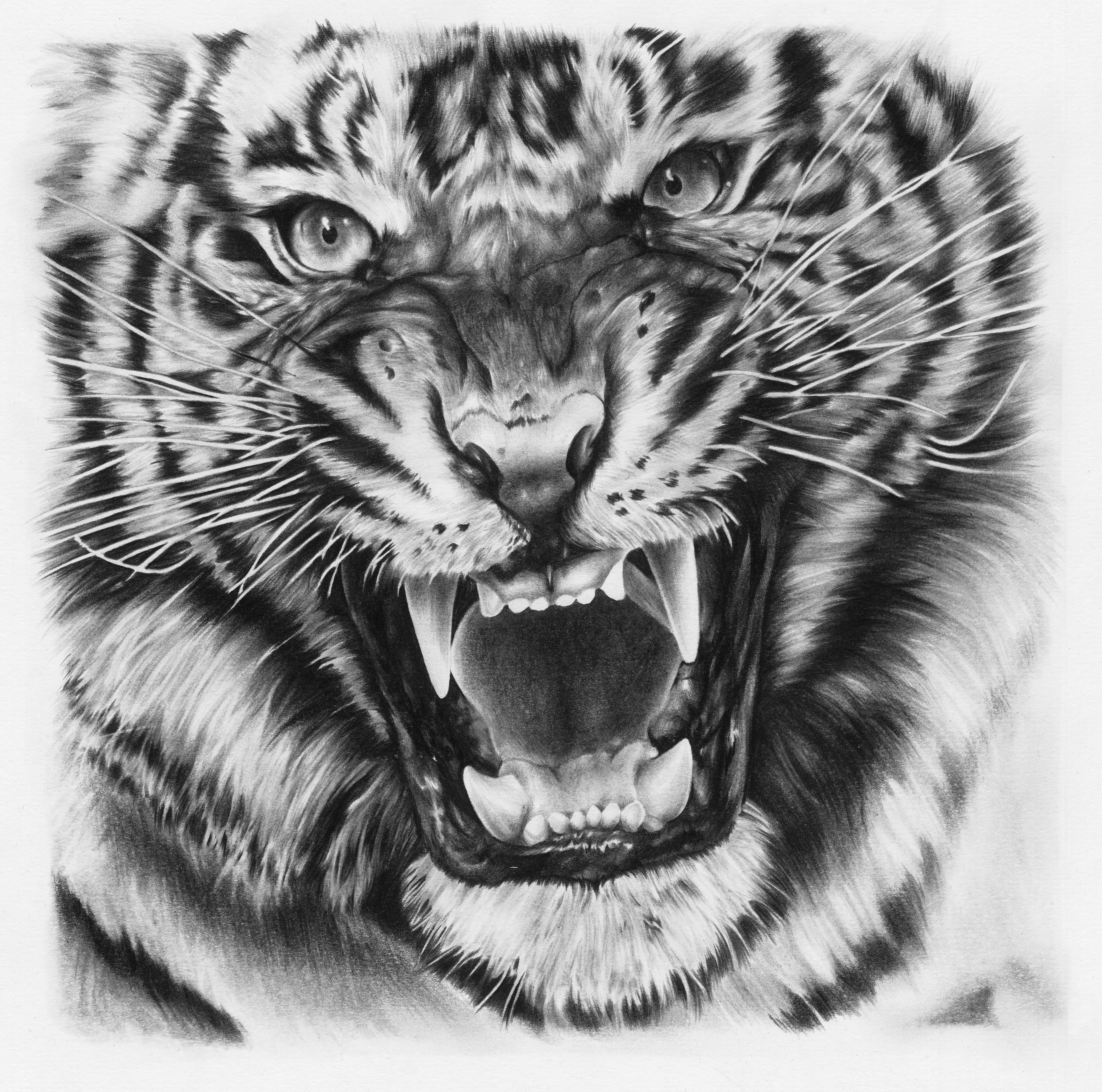 Tiger drawing by JoshuaBeatson on DeviantArt