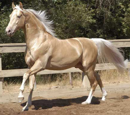 horse_breeds__amerikan_saddlebred_by_horse08138-d6ihlkc.jpg