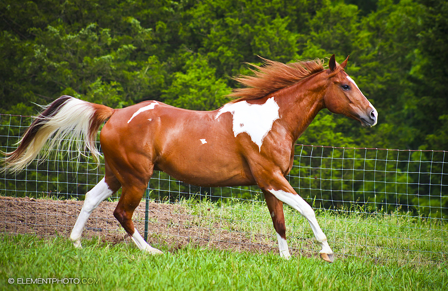 Black Tobiano - Paint Horse stallion | Animals | Pinterest