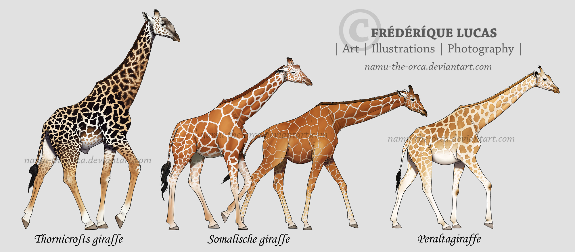 Giraffe   wikipedia