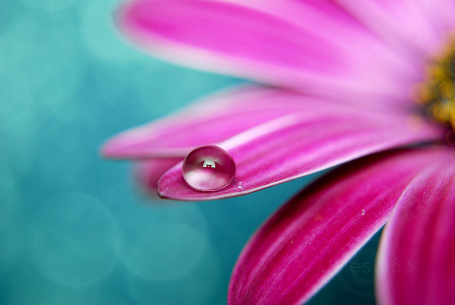 Dew drop on purple flower petal