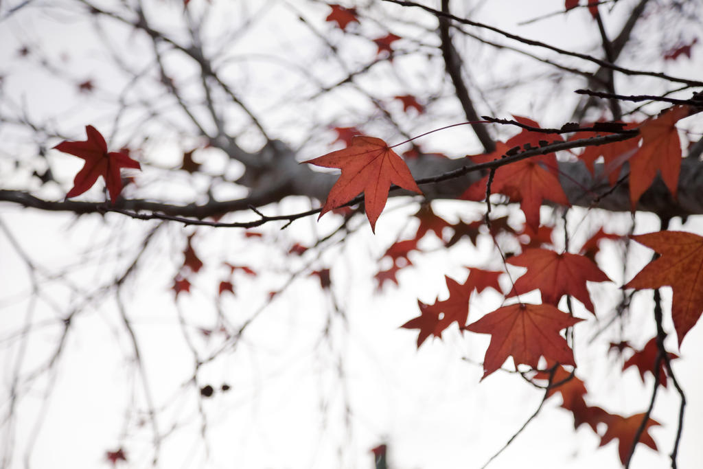 Red_leaves_by_PeaceShot.jpg