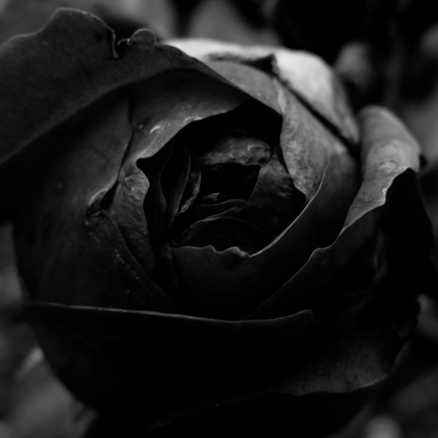 Ten Black Roses 51