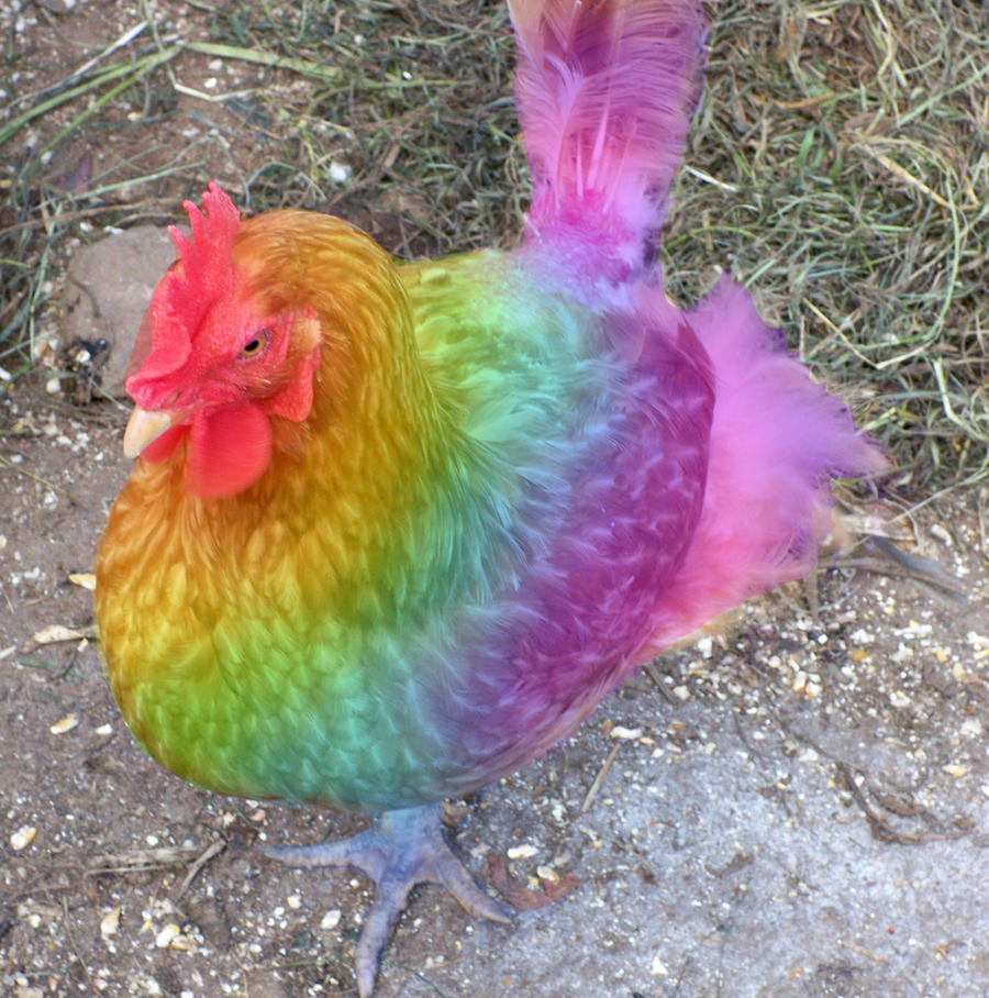 rainbow_chicken_by_bluemoongem-d2yz58x.jpg