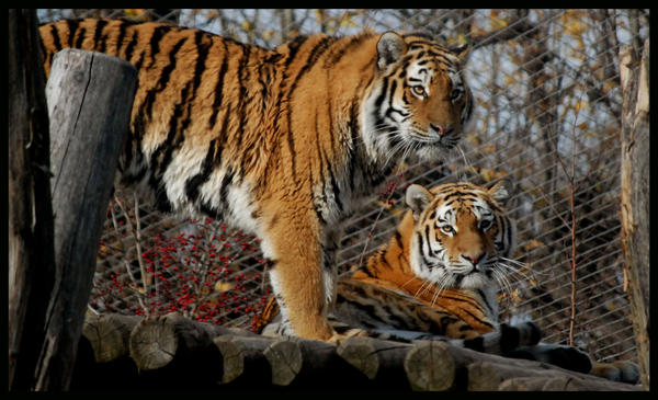 tiger__striped_sisters_by_morho-d32mlvl.jpg