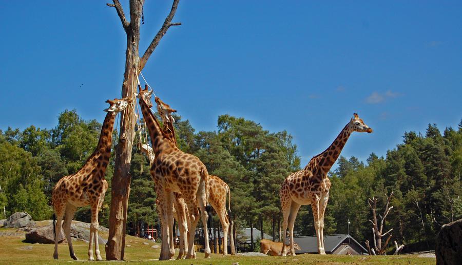 Wild Animals Giraffes wallpaper