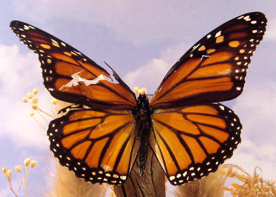 Butterfly Torn Wing wallpaper 