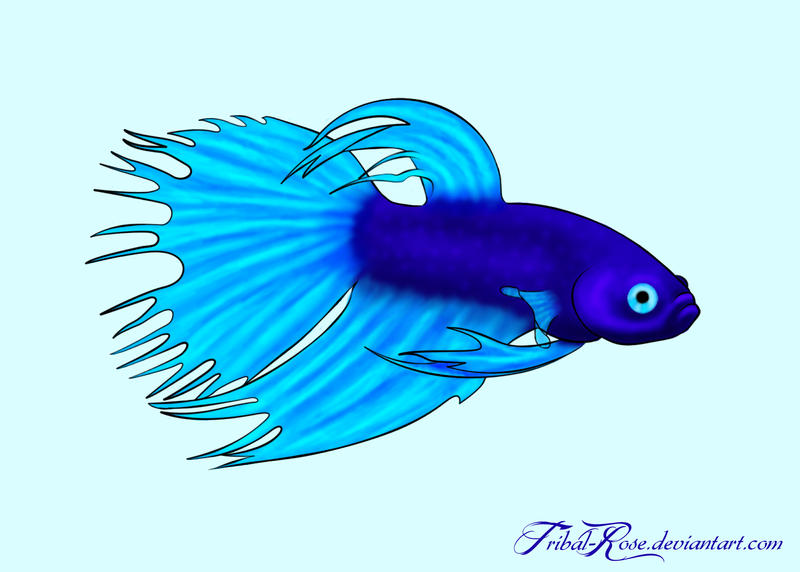 clip art betta fish - photo #14
