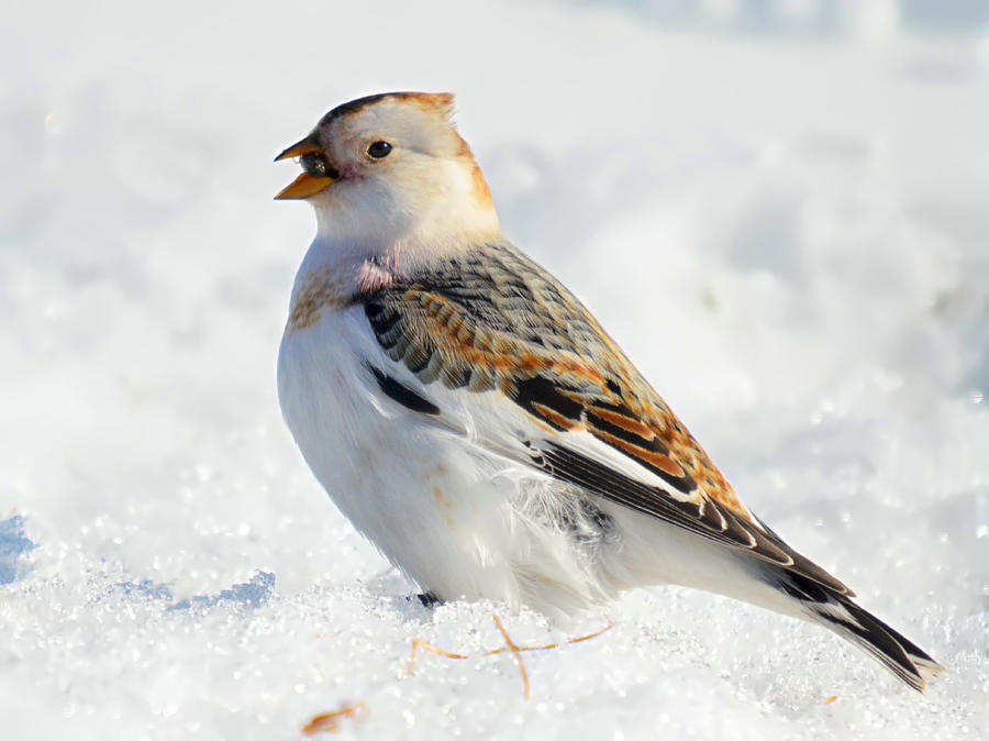 snow bunting 03 by nordfold d4y5dfo