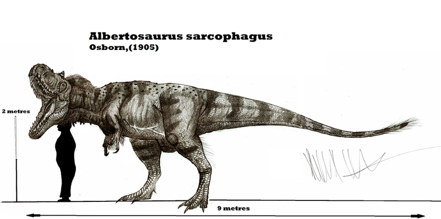 albertosaurus_sarcophagus_by_teratophoneus-d5ael55.png