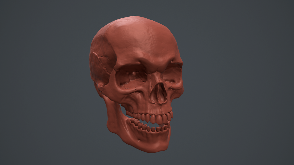 skull_study_by_necromammoth-d8aesm5.png