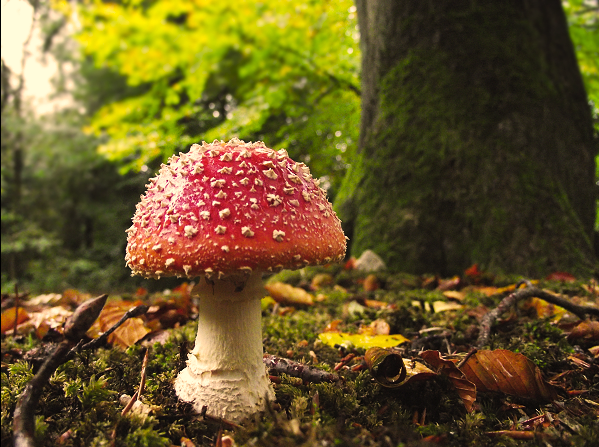 mushroom_14_by_celvira-d30spl8.png
