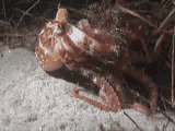 [Image: octopus_animated_gif_by_slavesacrifice666-d3f00yv.gif]