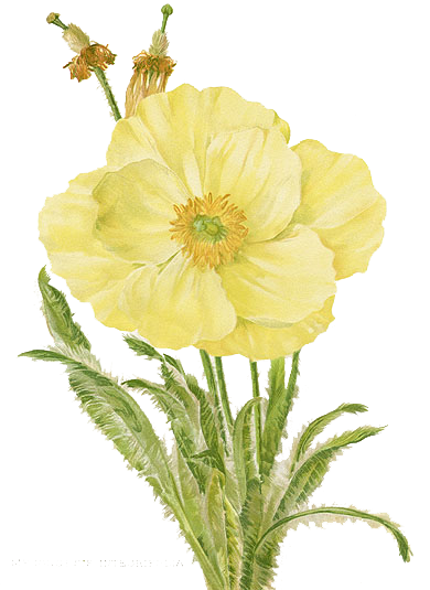 flower png by 384321869
