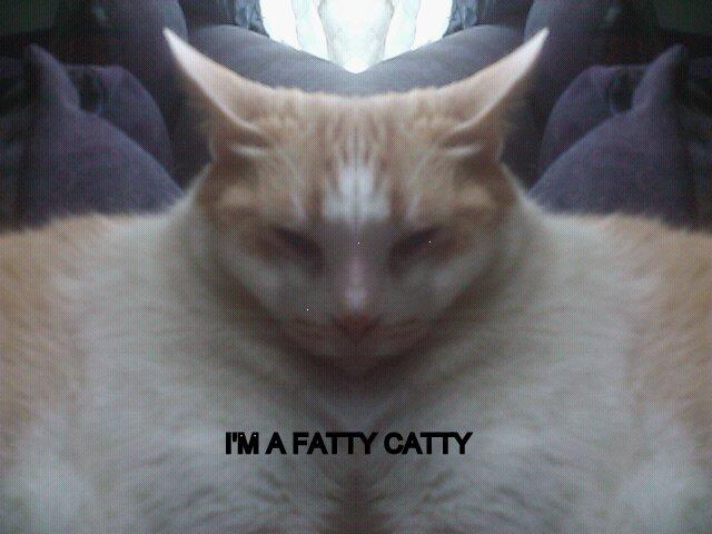 Really Really Fat Cat 69